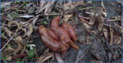 Alina Pooping in Autumn Forest and Eating Shit
