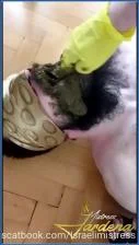 Mistress Jardena's Scat Lunch for My Dirty Slut with Piss Shitting and Femdom